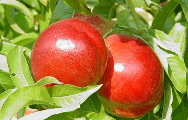 Caldesi