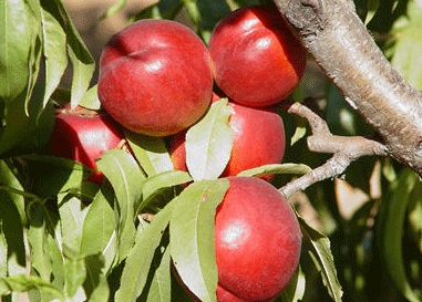 Morsijani